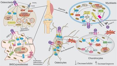 Role of irisin in physiology and pathology